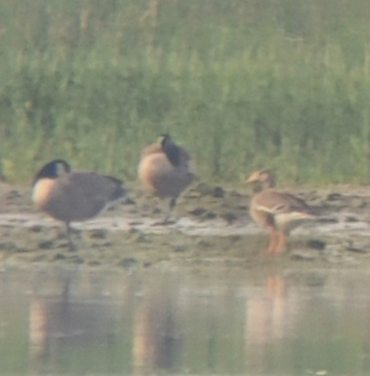 Greater White-fronted Goose - ML455621421