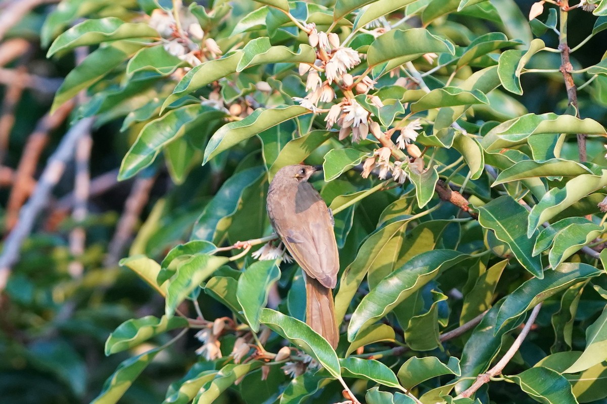 Brown Honeyeater - ML455623181