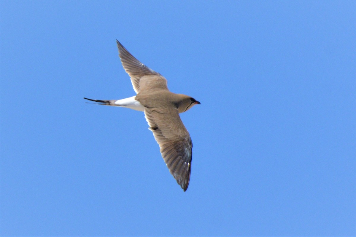 Collared Pratincole - ML455623851