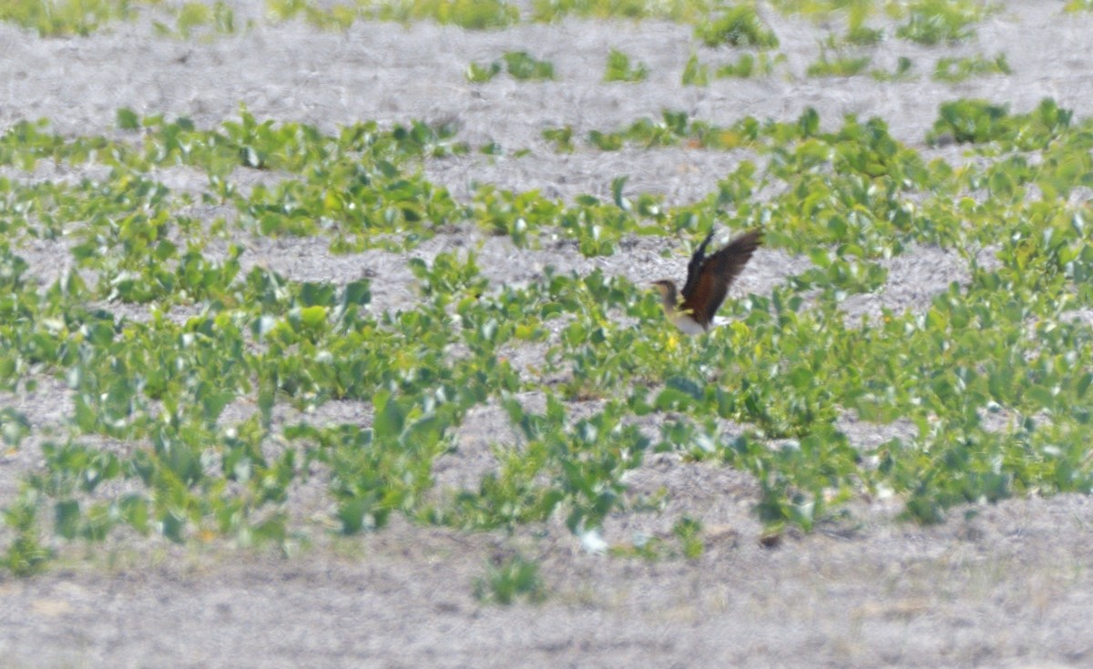 Collared Pratincole - ML455623871