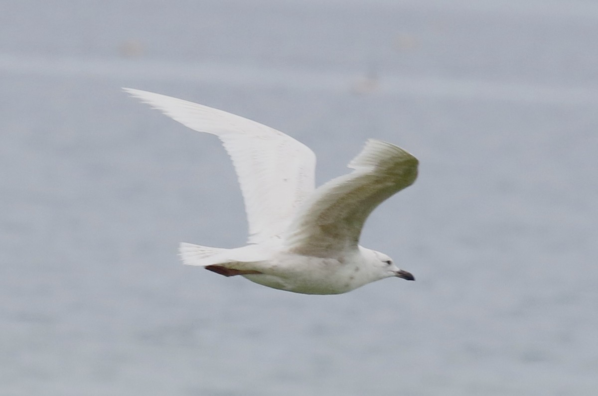 Iceland Gull - maurice gilmore