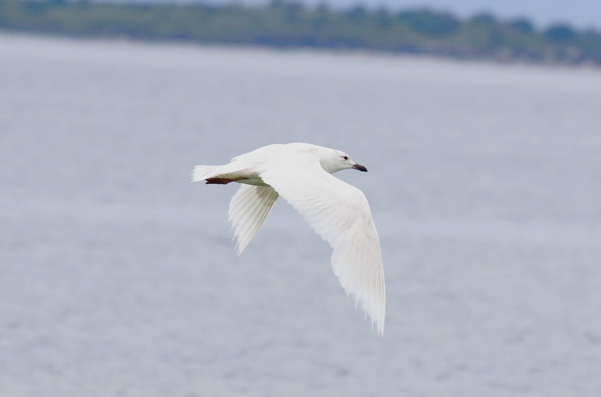 Gaviota Groenlandesa - ML455624701