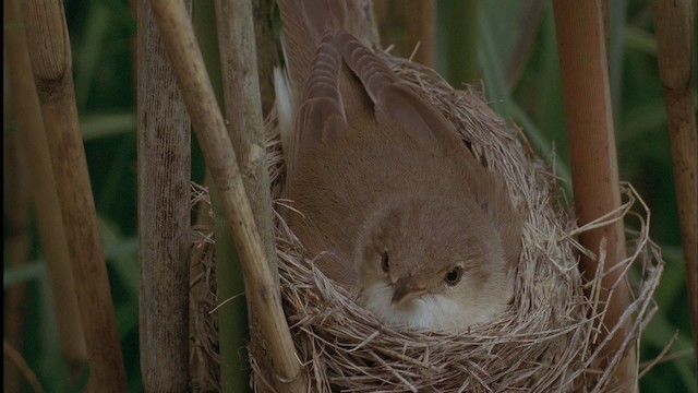 Common Cuckoo - ML455625