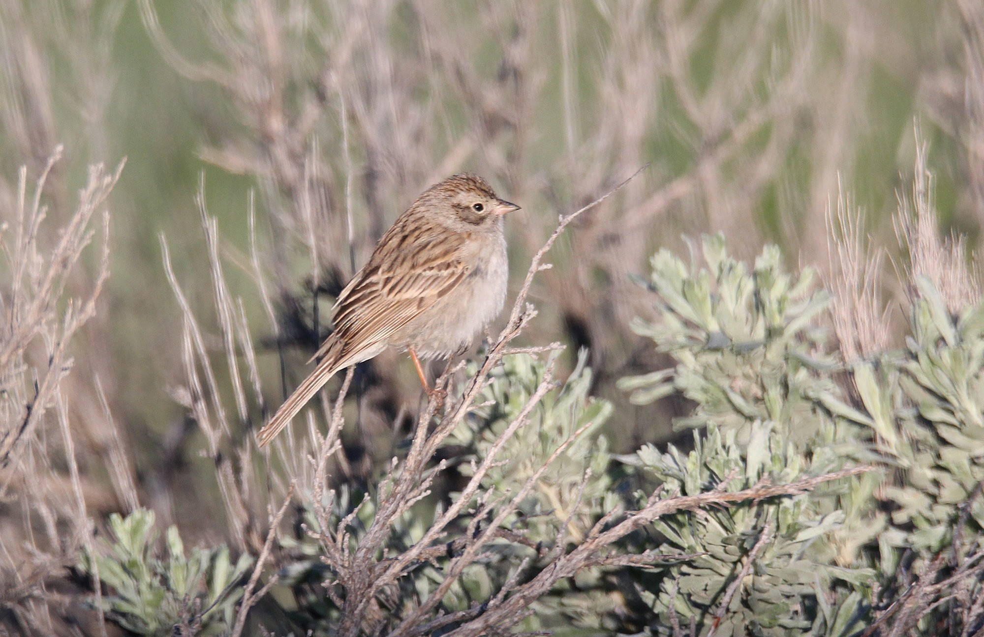 Great Salt Lake Birding Tour