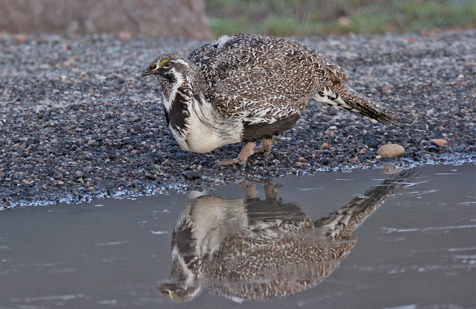 Greater Sage-Grouse