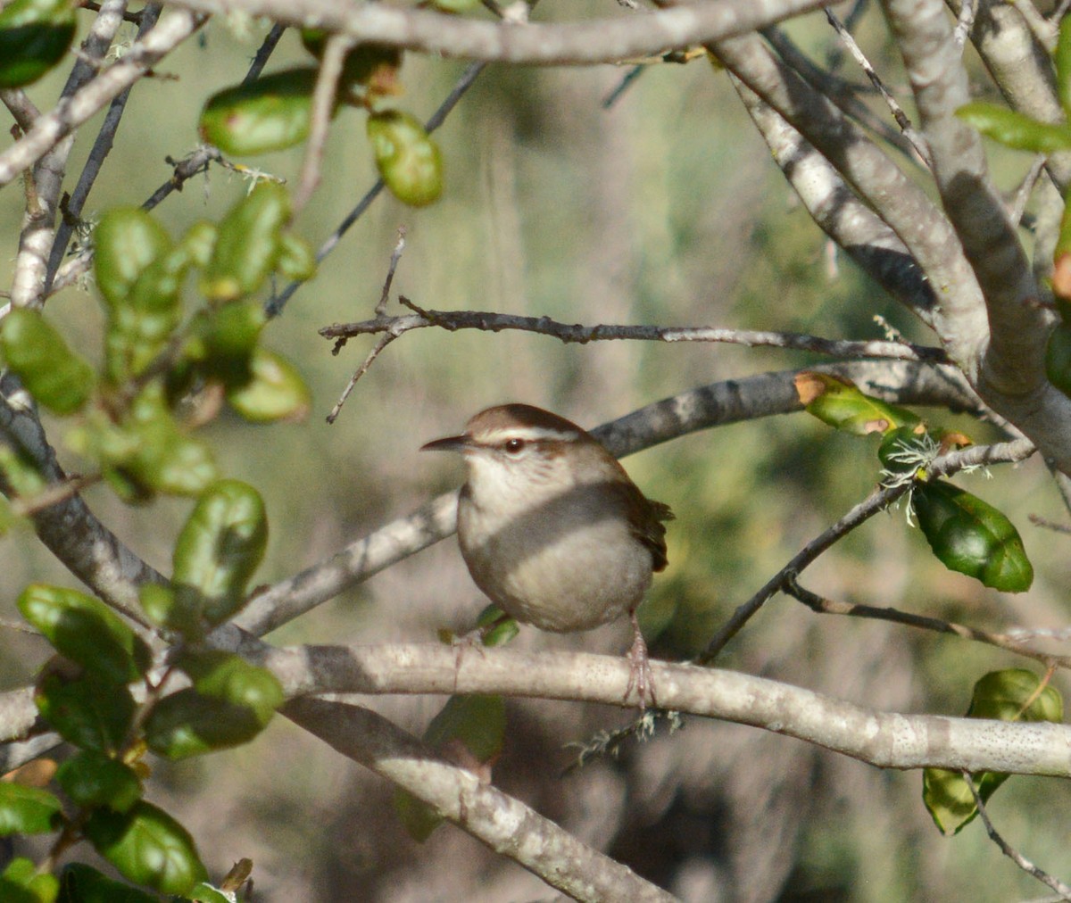 Bewick's Wren - Hal Robins