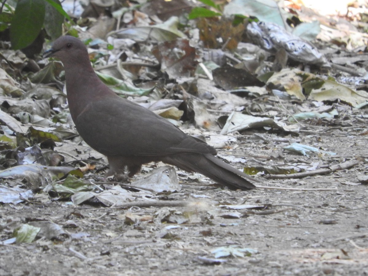 Pigeon à bec noir - ML455627071