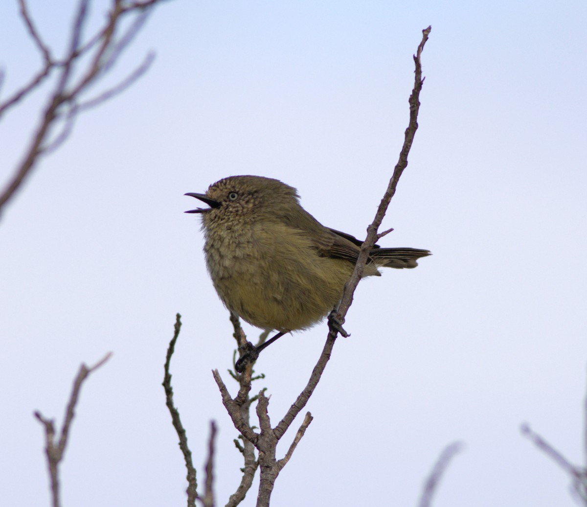 Slender-billed Thornbill - Greg Roberts