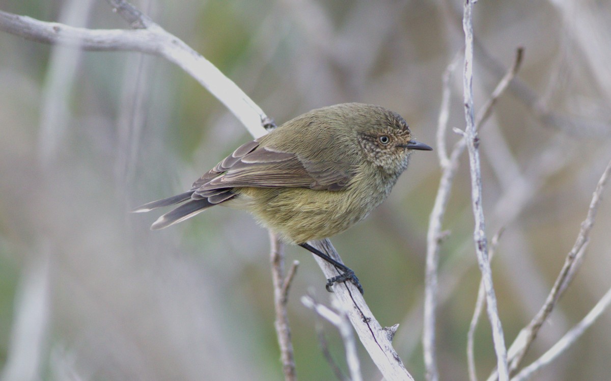 Slender-billed Thornbill - Greg Roberts