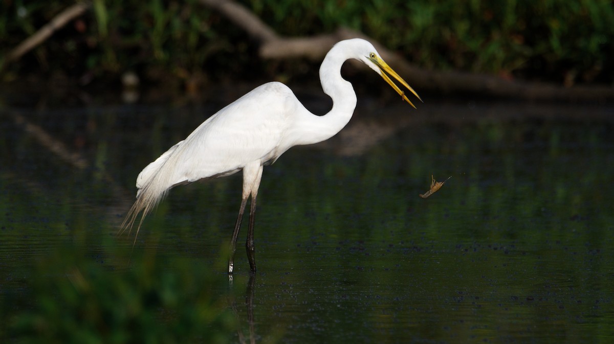Great Egret - ML455629261