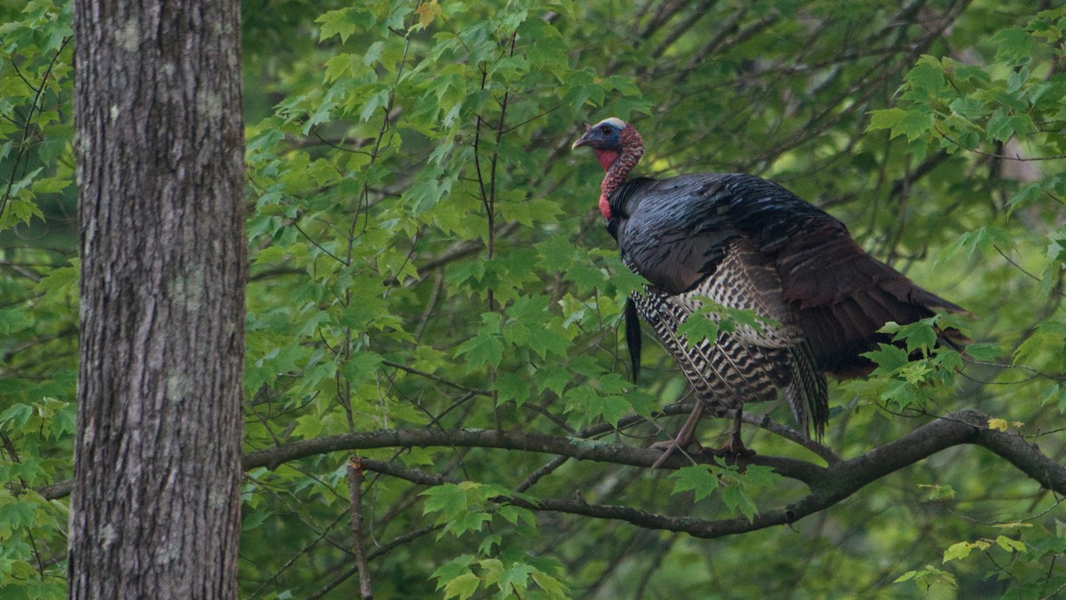 Wild Turkey - ML455629311