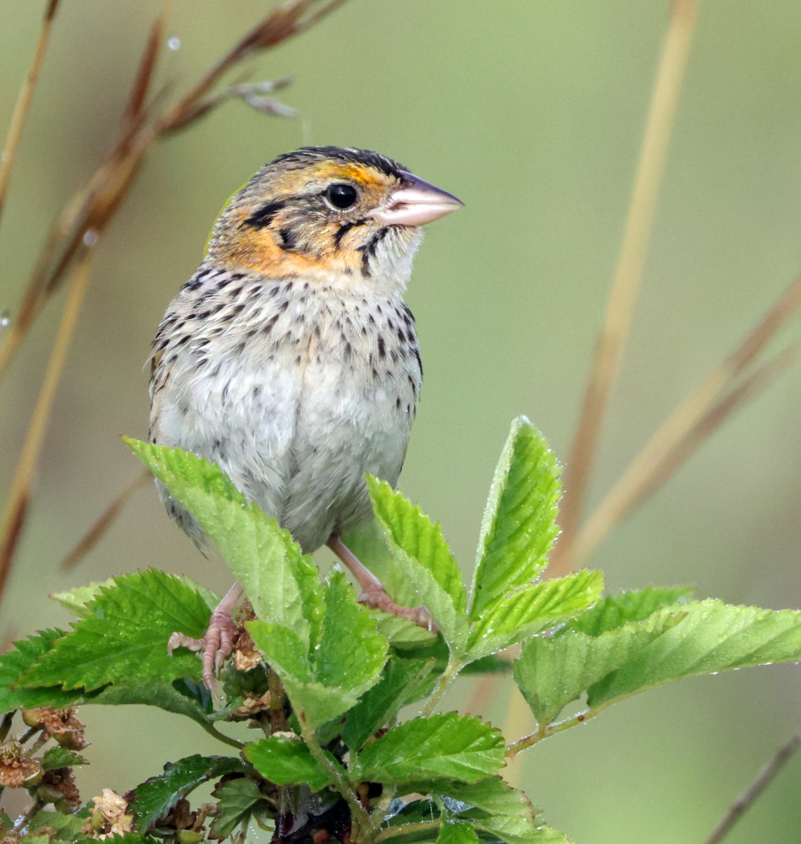 Henslow's Sparrow - ML455629511