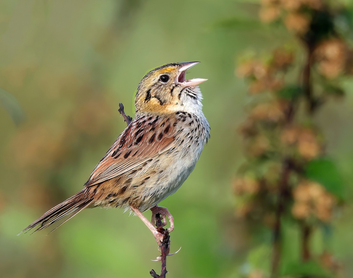 Henslow's Sparrow - ML455629571