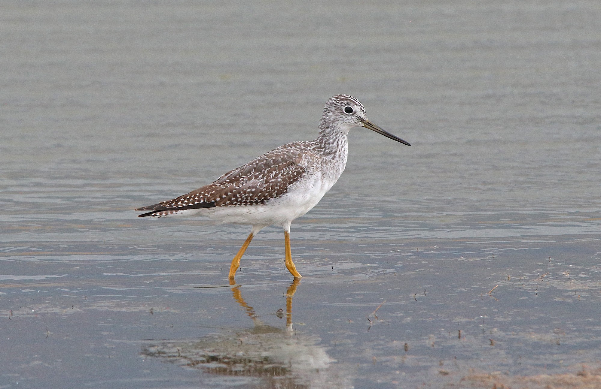 Greater Yellowlegs