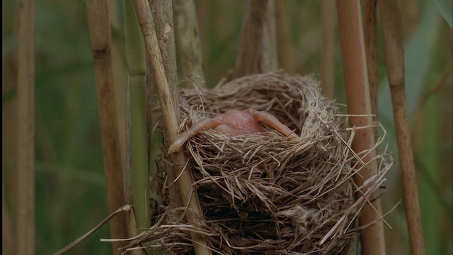 Common Cuckoo - ML455632