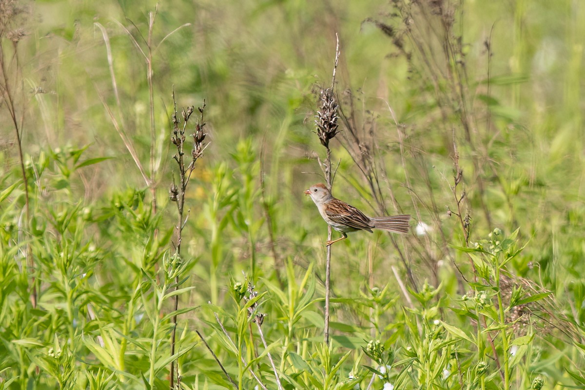 Field Sparrow - ML455632691