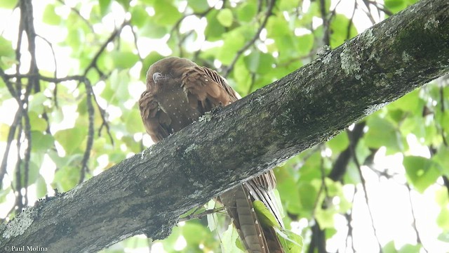 Oilbird - ML455632711