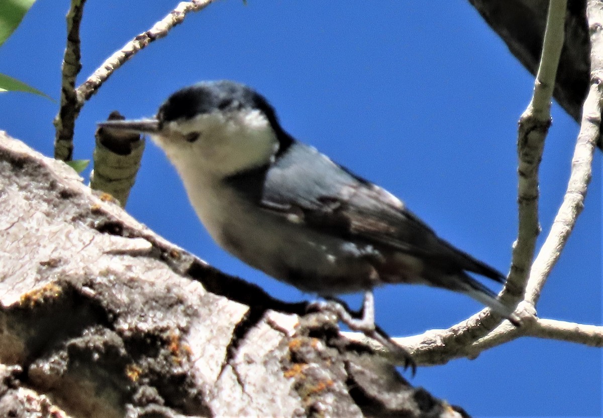 White-breasted Nuthatch - BEN BAILEY