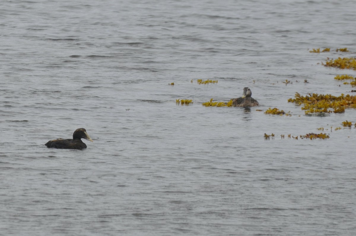 Common Eider (Dresser's) - ML455634151