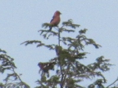 White-winged Crossbill - ML455634481