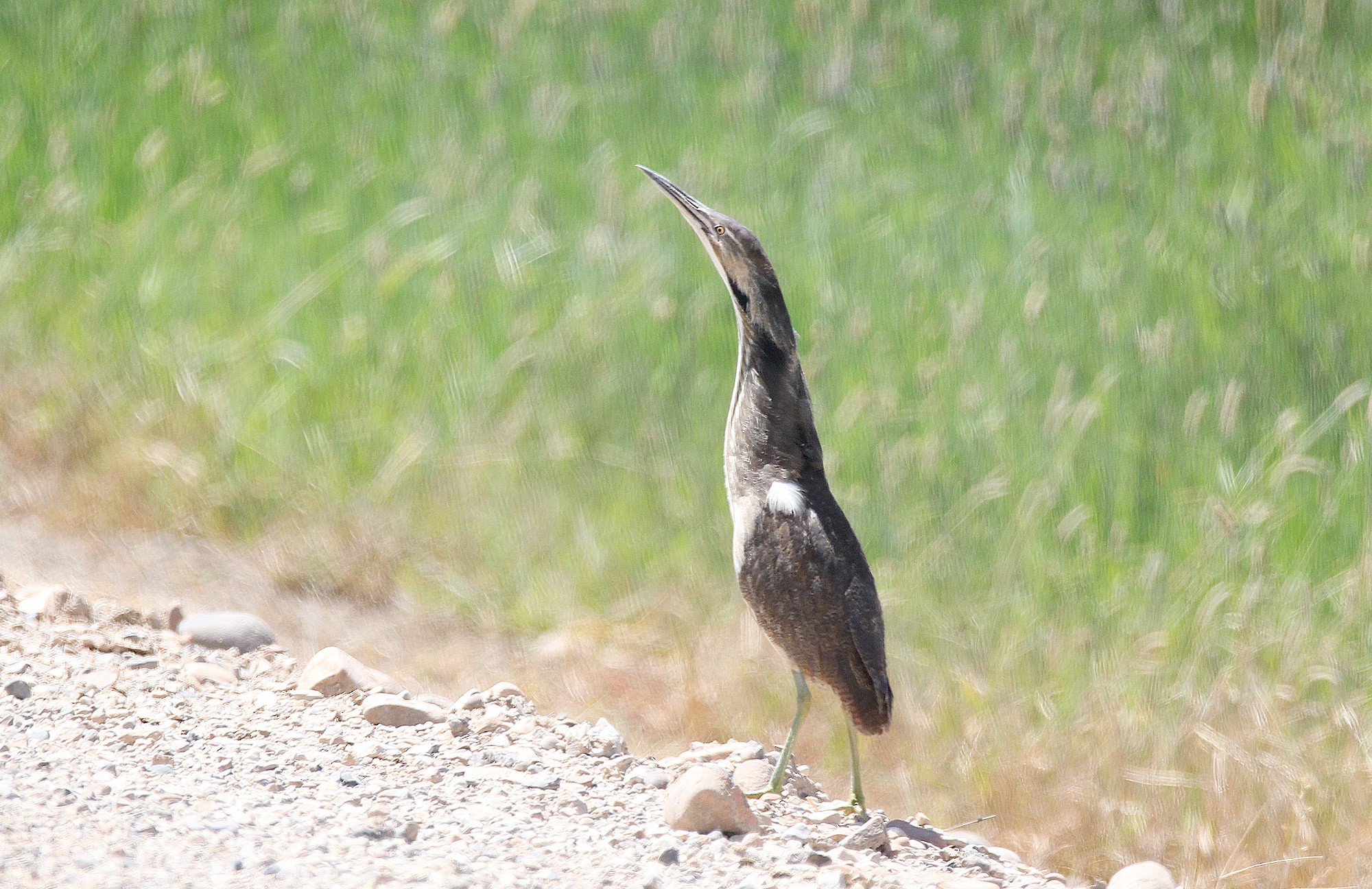 American Bittern