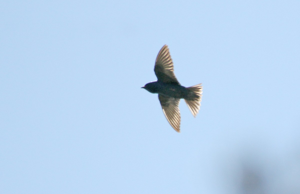 Purple Martin - ML455635101