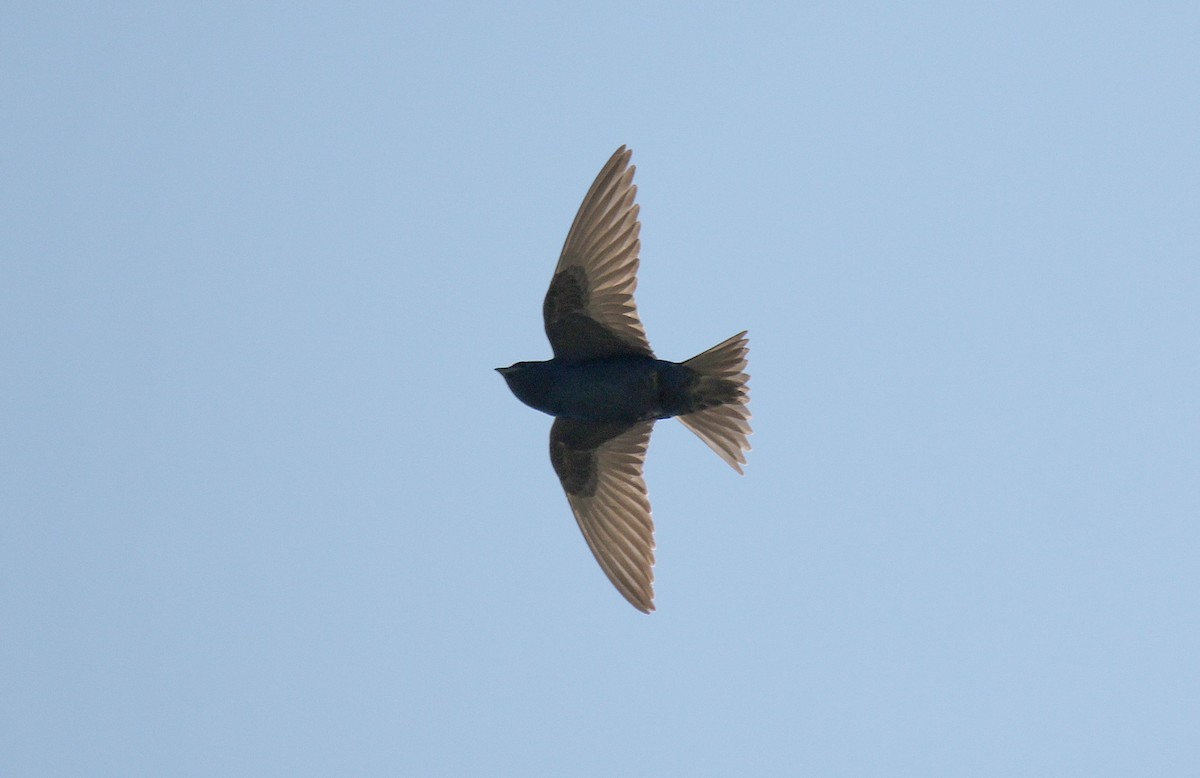 Purple Martin - ML455635111