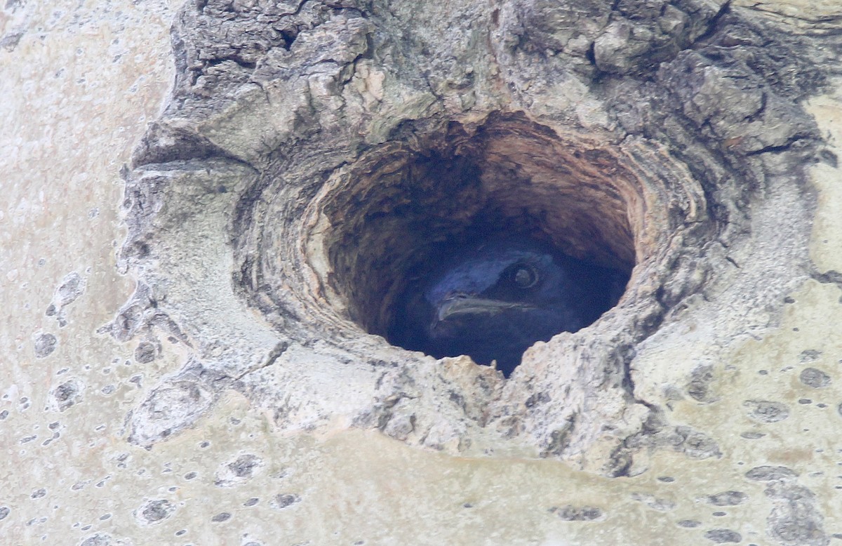 Purple Martin - ML455635121