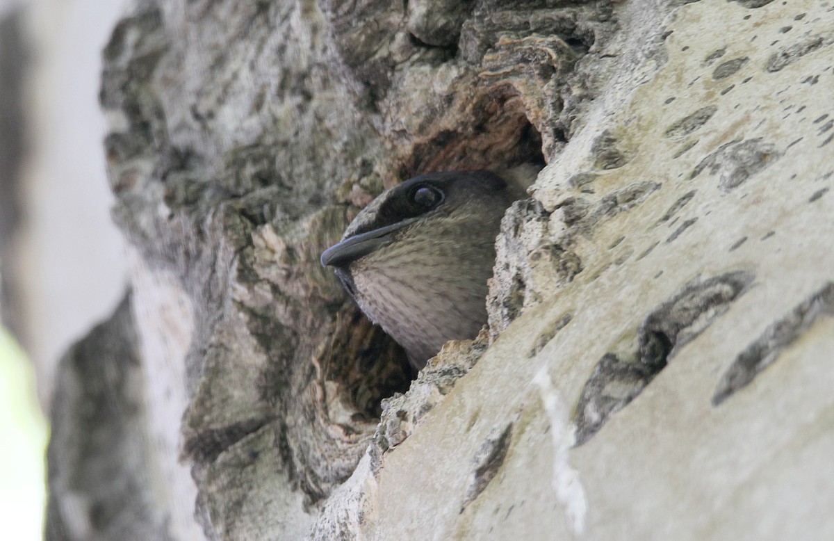 Purple Martin - Pitta Tours