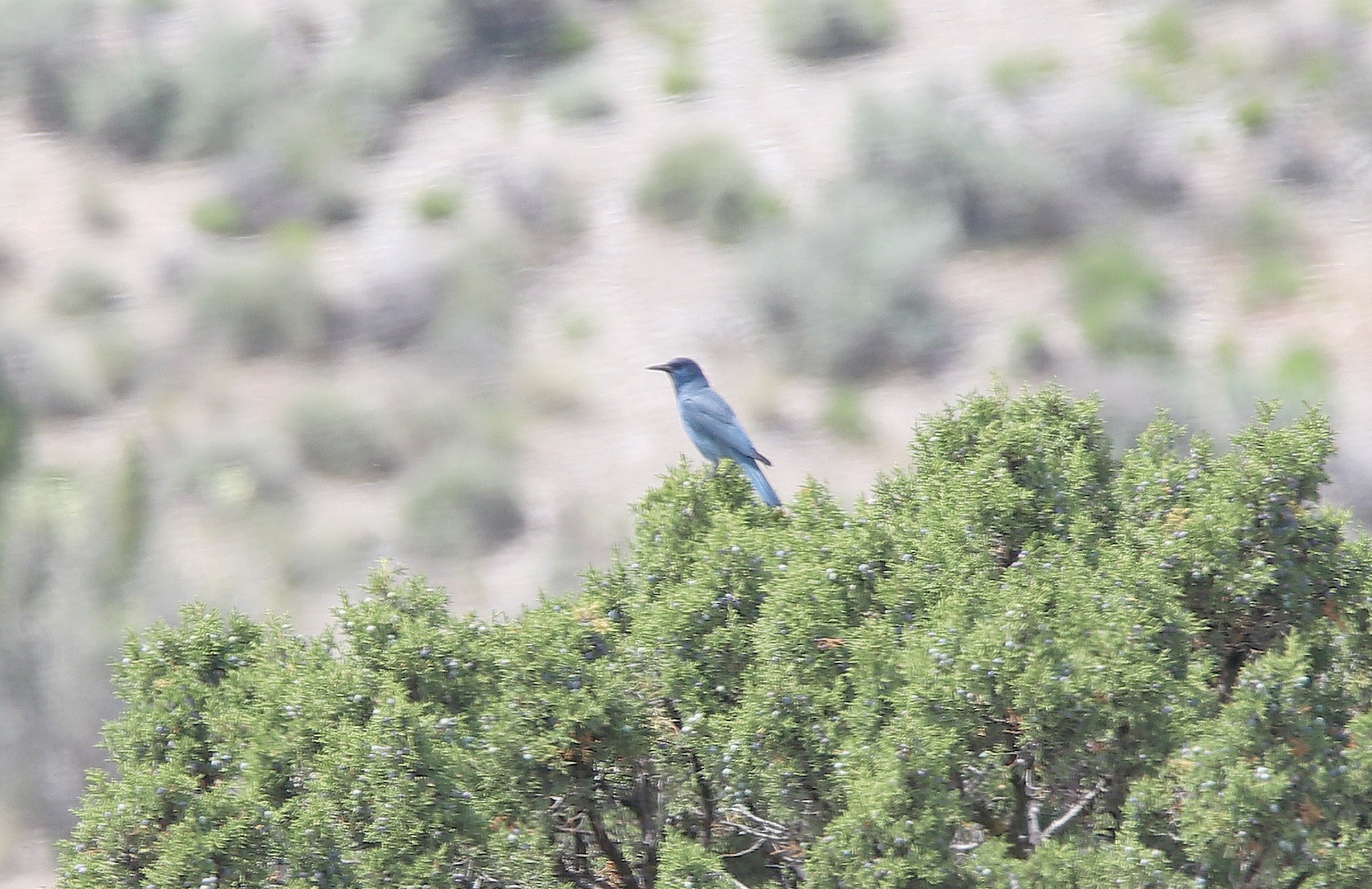 Pinyon Jay