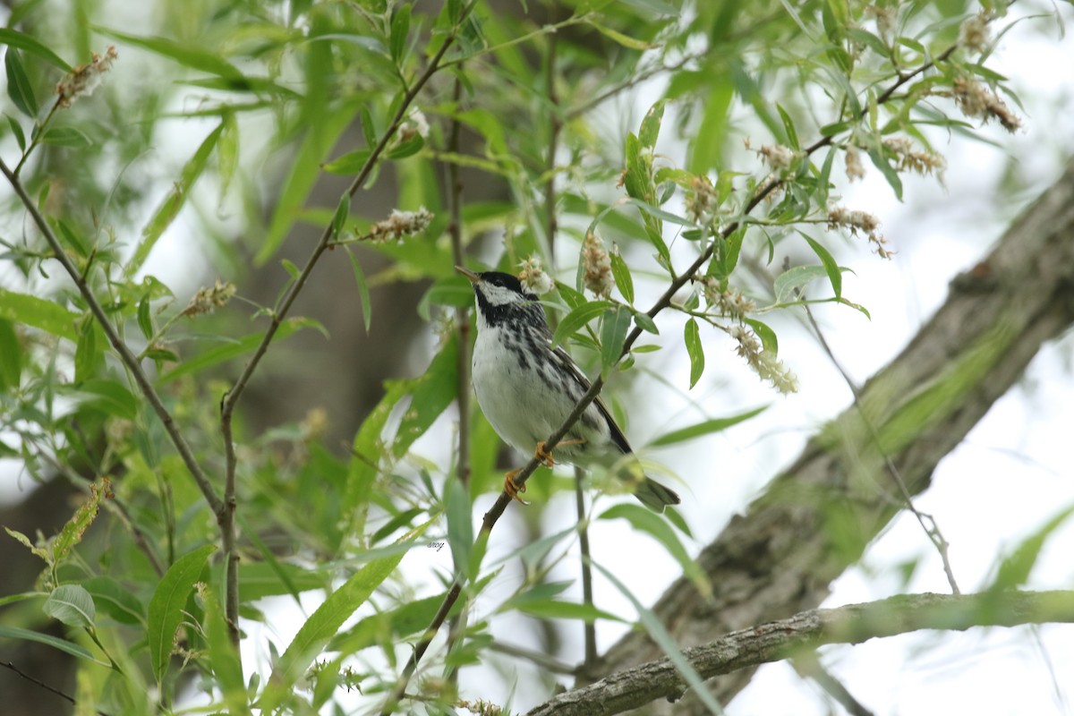 Blackpoll Warbler - ML455635531