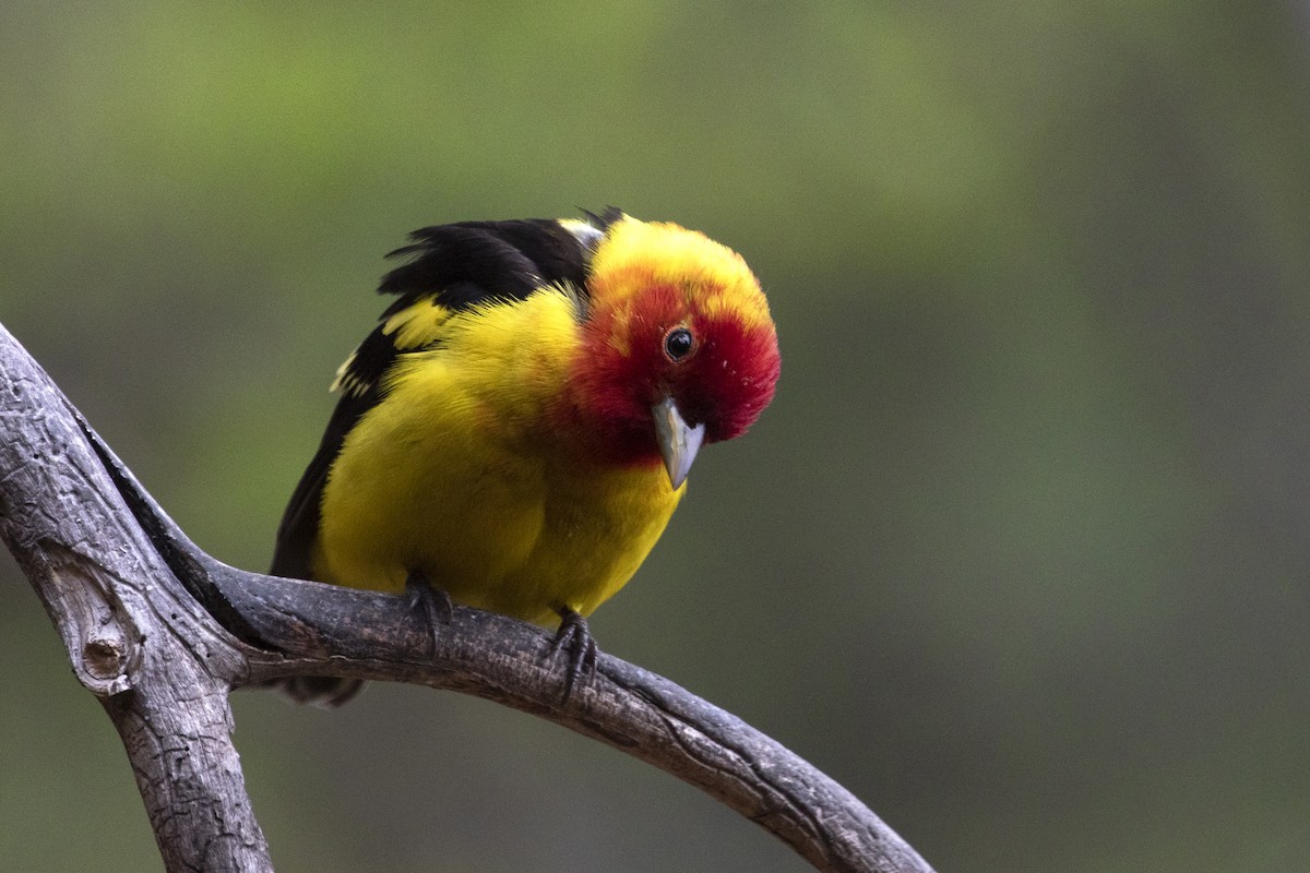 Western Tanager - Richard Bunn