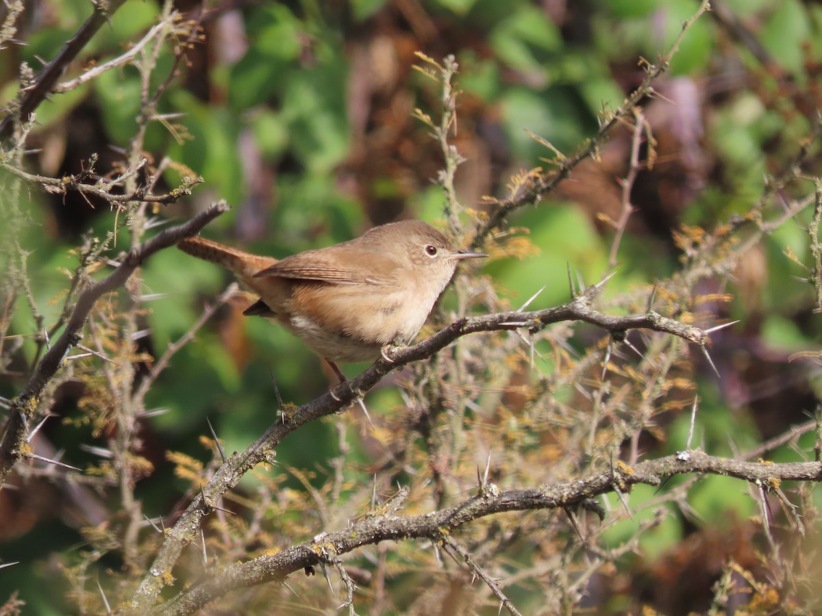 House Wren - ML455636521