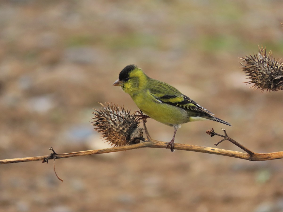 Black-chinned Siskin - ML455636741