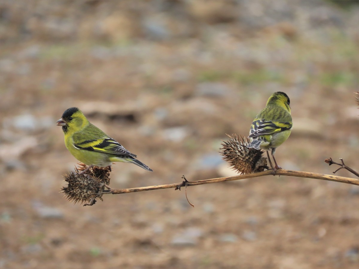 Black-chinned Siskin - ML455636751