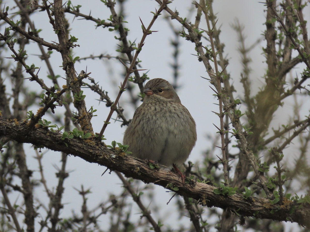 Mourning Sierra Finch - ML455636821