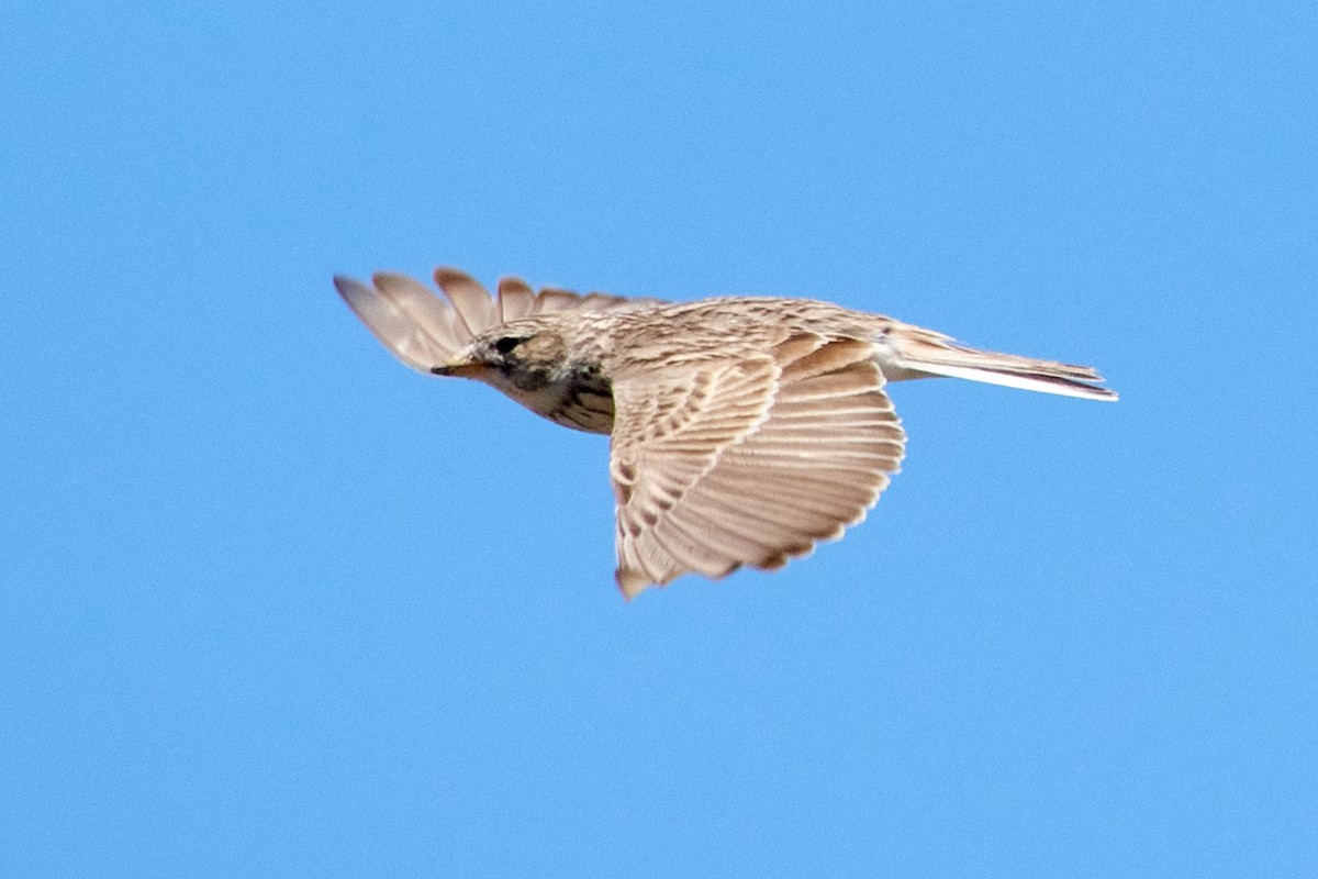 Turkestan Short-toed Lark - ML455636881