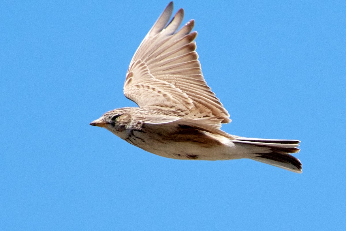 Turkestan Short-toed Lark - ML455636891