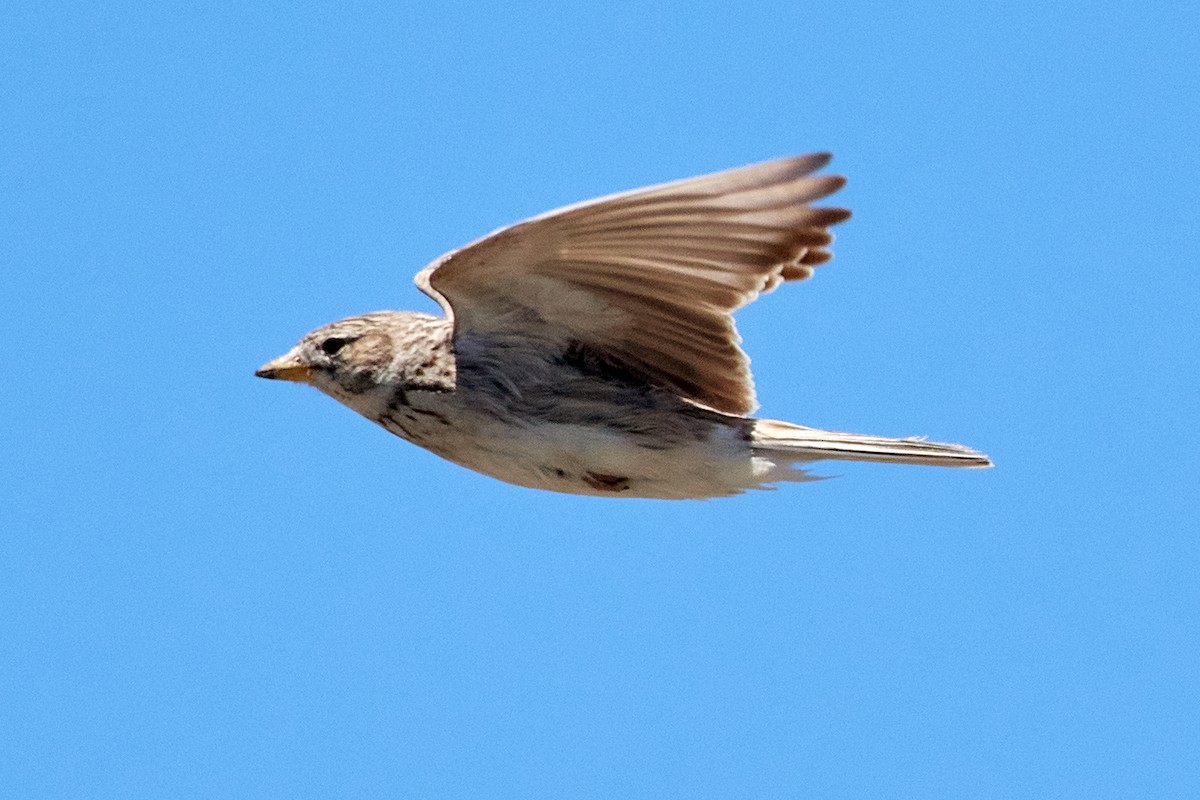 Turkestan Short-toed Lark - ML455636911