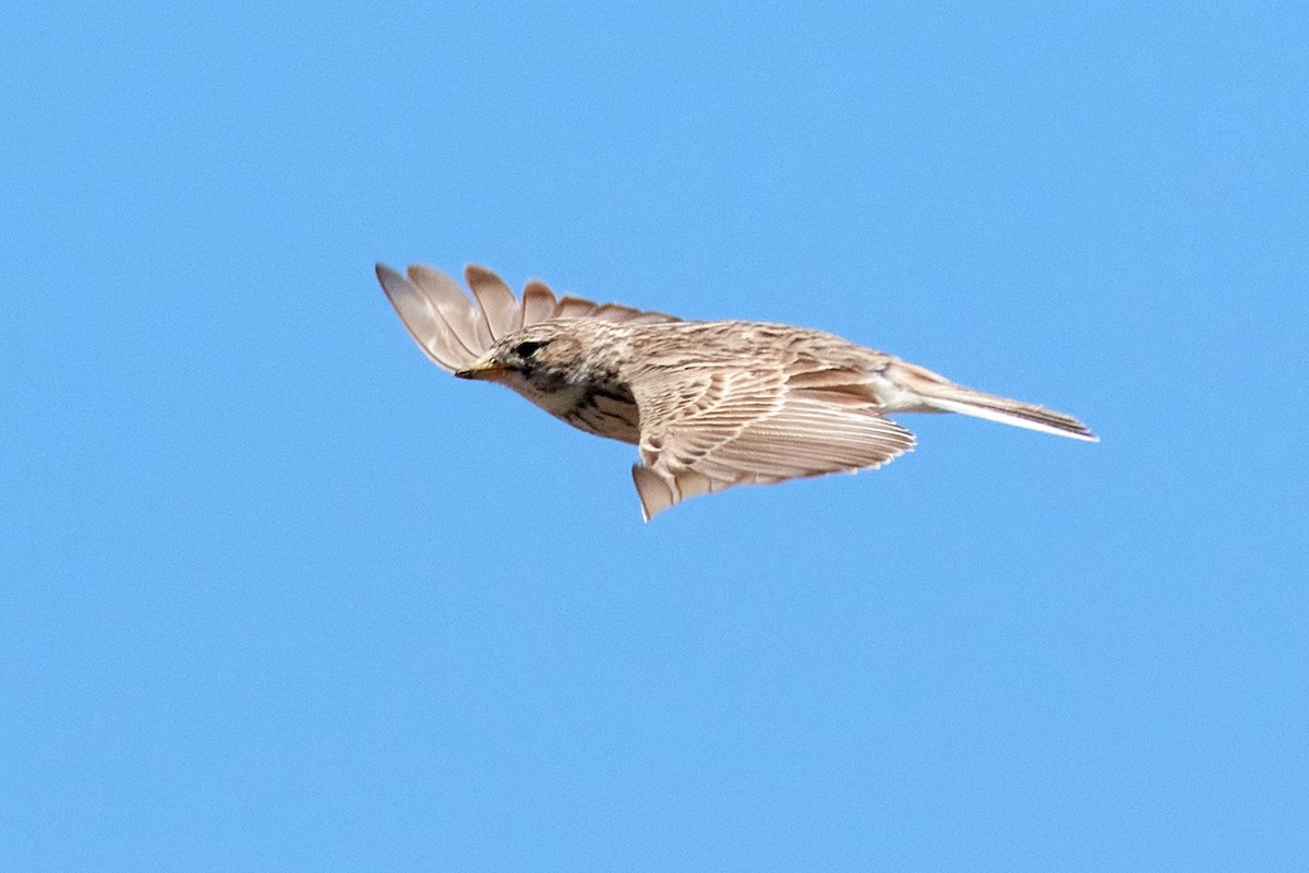 Turkestan Short-toed Lark - ML455636941