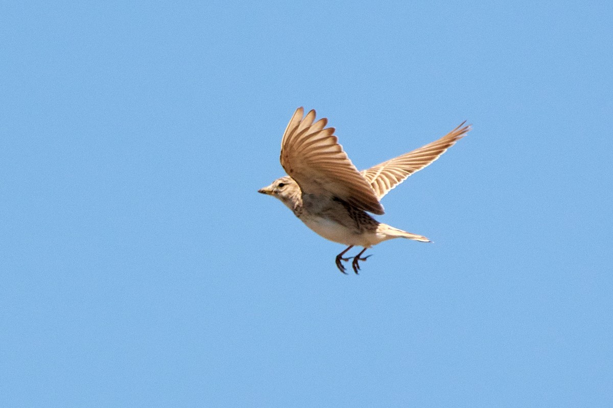 Turkestan Short-toed Lark - ML455636951