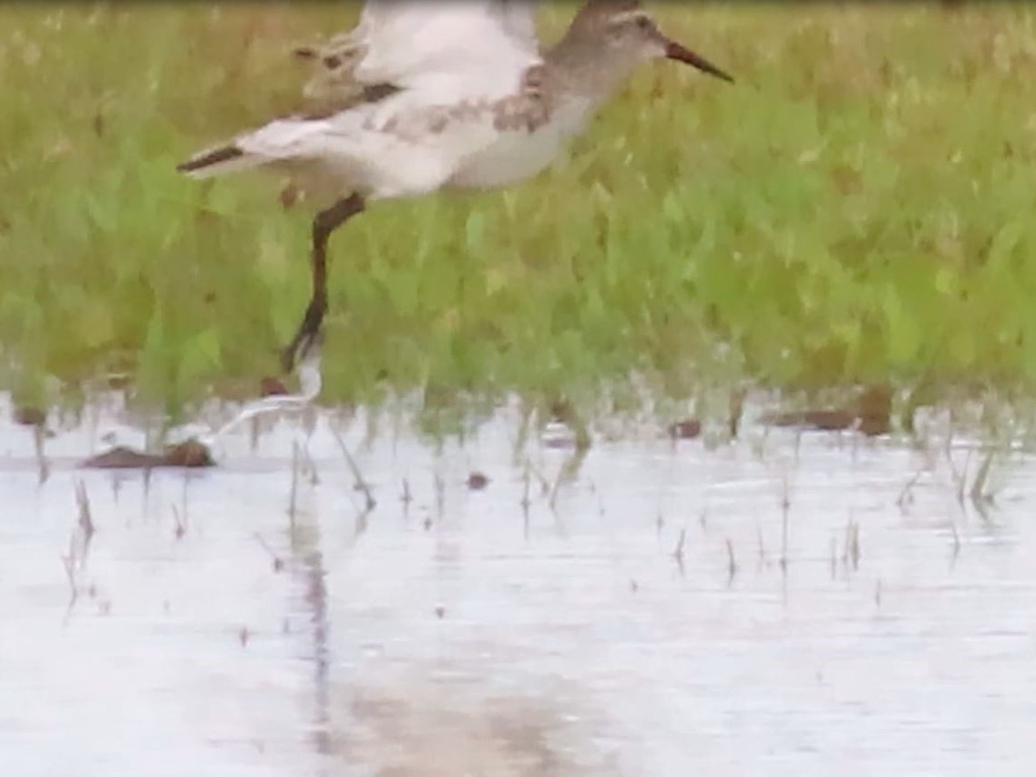 White-rumped Sandpiper - ML455637011