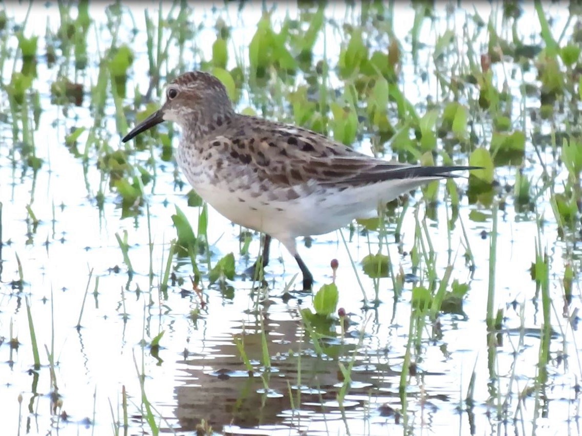 White-rumped Sandpiper - ML455637031