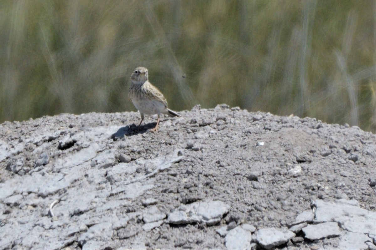 Turkestan Short-toed Lark - ML455637091