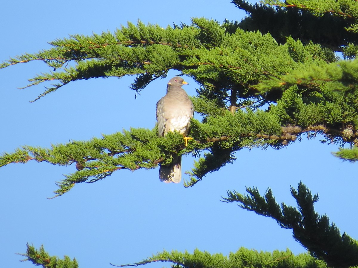 Band-tailed Pigeon - ML45563871