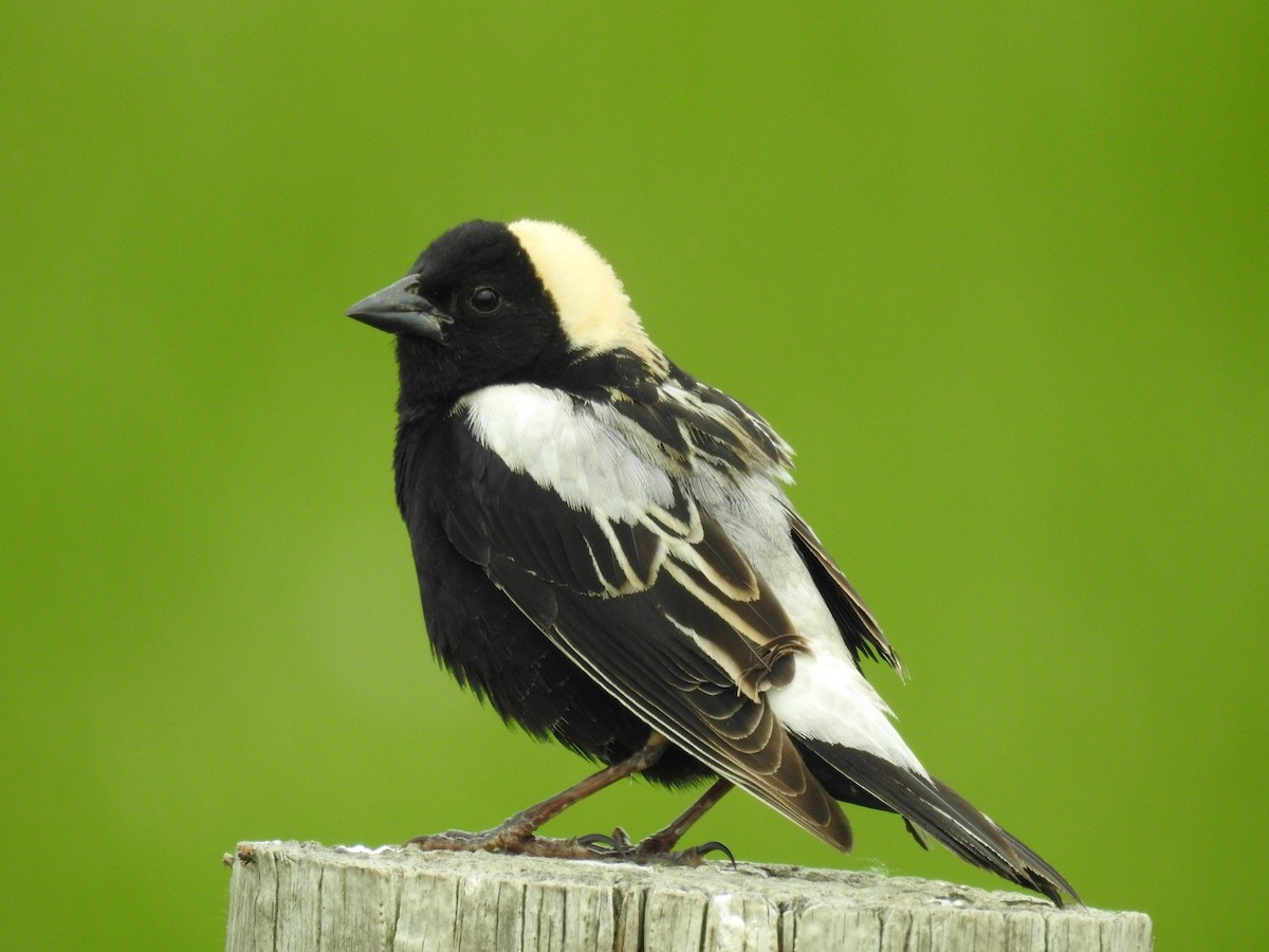 Bobolink - Bruce Hoover