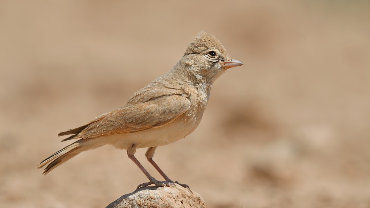 Bar-tailed Lark - Kuzey Cem Kulaçoğlu
