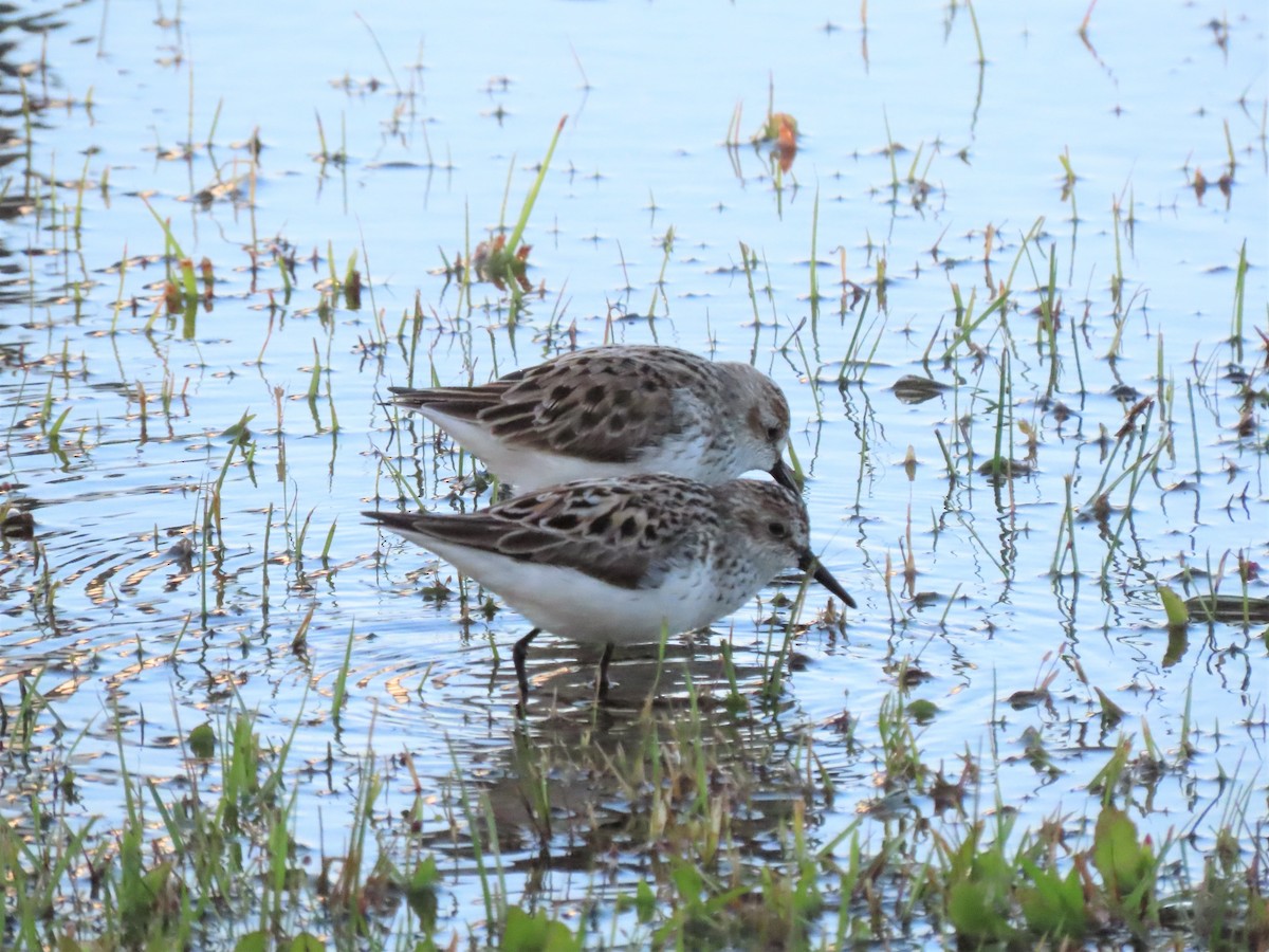 Semipalmated Sandpiper - ML455639721