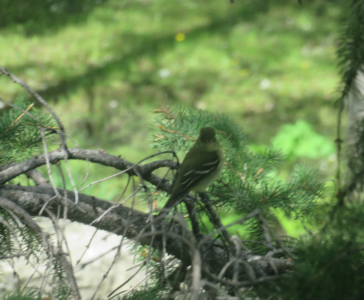 Yellow-bellied Flycatcher - ML455640461