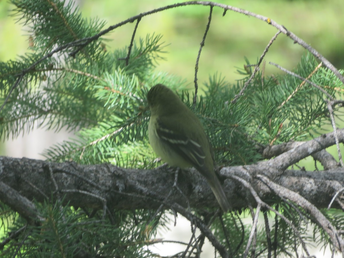 Yellow-bellied Flycatcher - ML455640621